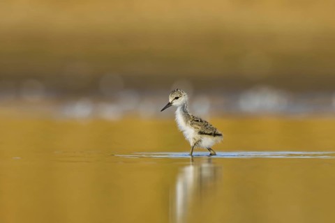 Black-winged Stilt (Himantopus himantopus) chick foraging, North Rhine-Westphalia, Germany, Europe