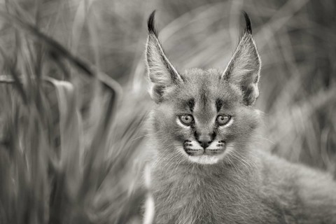 Caracal (Caracal caracal) cub black and white portrait, Castile-La Mancha, Spain, Europe