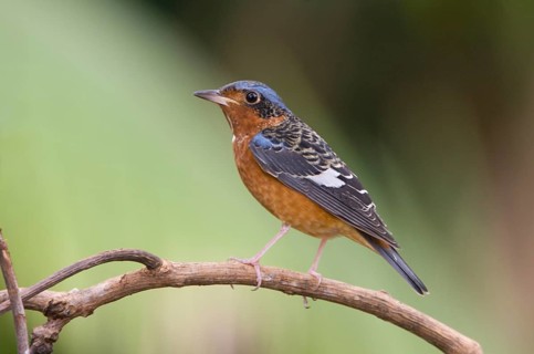 White-throated Rock Thrush (Monticola gularis), Khao Yai National Park, Thailand, Asia