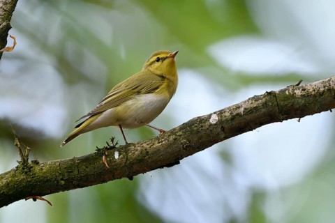 Unter schwierigen Aufnahmebedingungen... Waldlaubsänger *Phylloscopus sibilatrix*