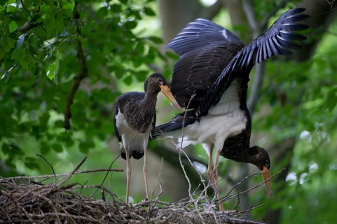 Black Stork (Ciconia nigra) nest, Saxony, Germany, Europe