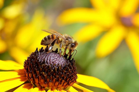 European honey bee (Apis mellifera), collecting nectar from a yellow coneflower (Echinacea