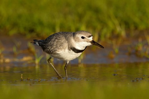 Wrybill (Anarhynchus frontalis) foraging, Glentanner, South Island, New Zealand, Oceania