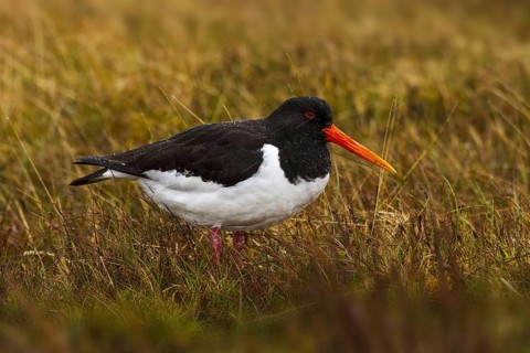 Eurasian Oystercatcher (Haematopus ostralegus), Cheshire, United Kingdom, Europe