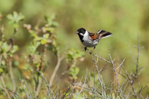 Common Reed Bunting (Emberiza schoeniclus) male, Texel, Netherlands