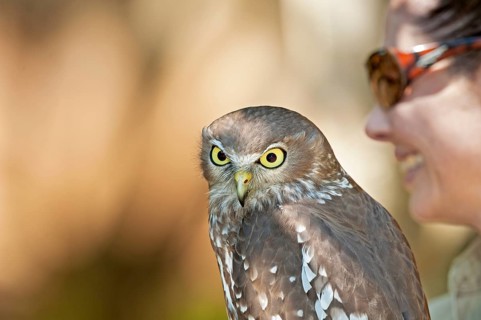 Barking Owl (Ninox connivens), Lone Pine Koala Sanctuary, Brisbane, Queensland, Australia, Oceania