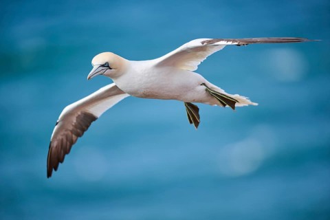 Northern gannet (Morus bassanus) flying over the sea, wildlife, Helgoland, Germany, Europe