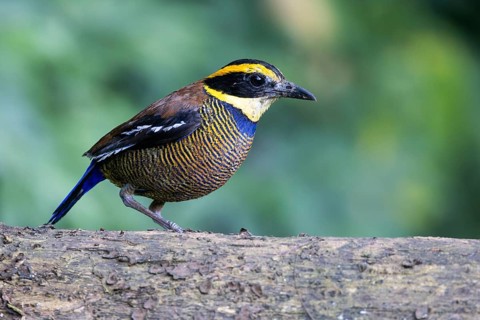 Javan Banded Pitta (Hydrornis guajanus) male, Bali, Indonesia, Asia