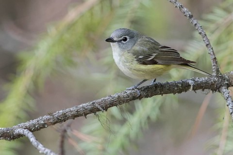 Cassin's Vireo (Vireo cassinii) perched on a branch in British Columbia, Canada, North America