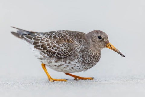 Meerstrandläufer, Calidris maritima Purple Sandpiper, Calidris maritima