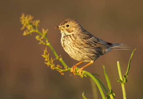 Corn Bunting (Emberiza calandra), Mecklenburg-Western Pomerania, Germany, Europe