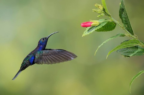 Violet Sabrewing (Campylopterus hemileucurus), Costa Rica, Central America