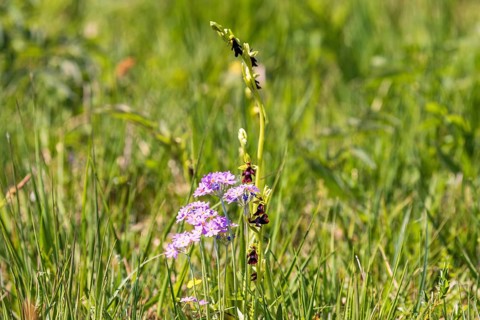 Fly orchid (Ophrys insectifera) and Bird's-eye primrose (Primula farinosa) flowering on a sunny
