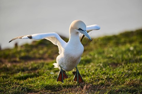 Northern gannet (Morus bassanus) walking on the cliff with the sea in the background, wildlife,