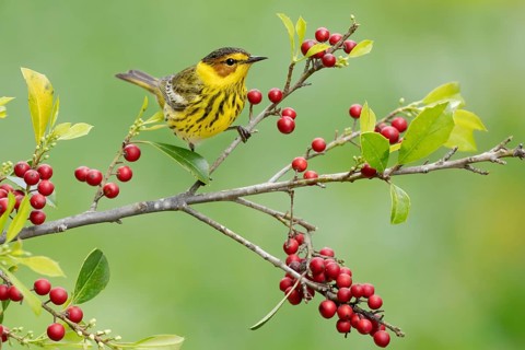 Cape May Warbler (Setophaga tigrina) male perched on a branch, Texas, USA, North America