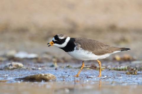 Common Ringed Plover (Charadrius hiaticula) foraging, North Rhine-Westphalia, Germany, Europe