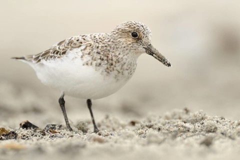 Sanderling (Calidris alba), Germany, Europe