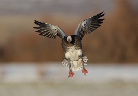 Snow Goose (Anser caerulescens) flying, New Mexico, USA, North America