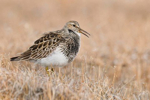 Pectoral Sandpiper (Calidris melanotos), Alaska, USA, North America