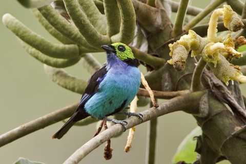 Paradise Tanager (Tangara chilensis), Ecuador, South America