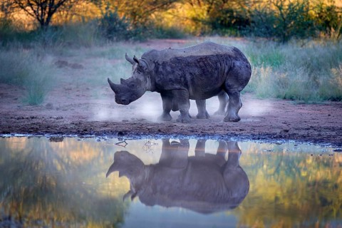 Rhinoceros in Pilanesberg NP, South Africa. White rhinoceros, Ceratotherium simum, big animal in