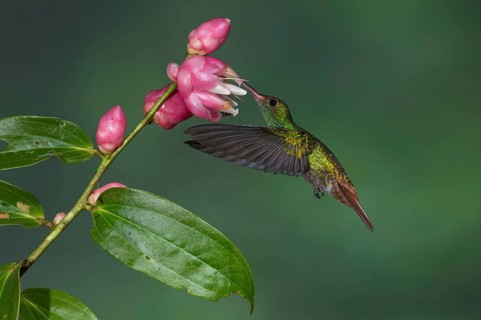 Rufous-tailed Hummingbird (Amazilia tzacatl), Costa Rica, Central America