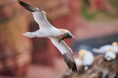 Northern gannet (Morus bassanus) flying over the cliffs, wildlife, Helgoland, Germany, Europe