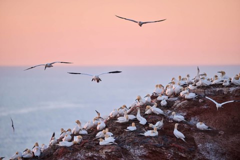 Northern gannet (Morus bassanus) flying over the colony on the cliffs at sunset, wildlife,