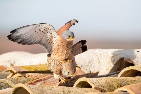 Lesser Kestrel (Falco naumanni) pair mating, Castile-La Mancha, Spain, Europe