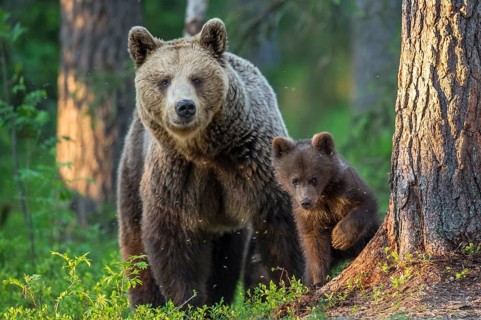 Eurasian Brown Bear (Ursus arctos) mother with cubs in forest, Finland, Europe