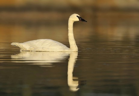 Trumpeter Swan (Cygnus buccinator), British Columbia, Canada, North America