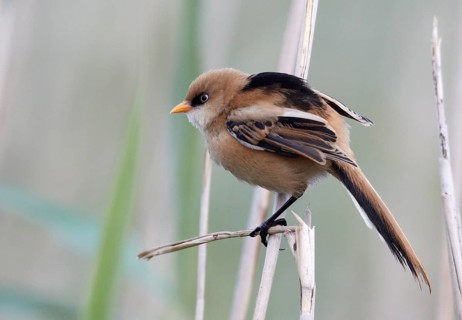 Bearded Reedling (Panurus biarmicus), Mecklenburg-Western, Pomerania, Germany, Europe
