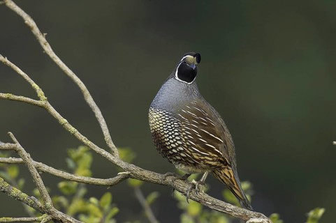 California Quail (Callipepla californica) male, California, USA, North America