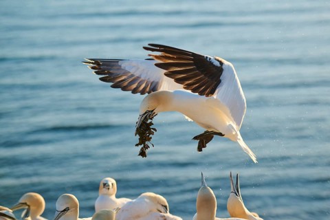 Northern gannet (Morus bassanus) flying over the sea with rivet material in the beakat sunset,