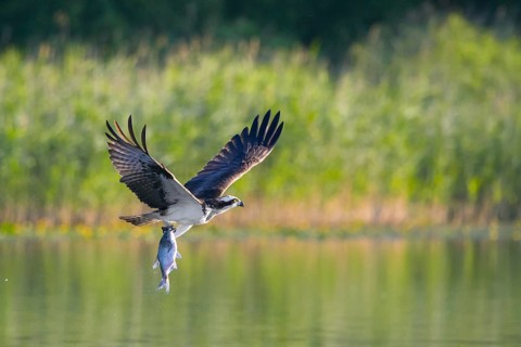 Western osprey (Pandion haliaetus) catching fish in its talons from water surface of lake in summer