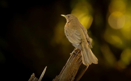 Gilbdrossel oder Schlichtdrossel (Turdus grayi)