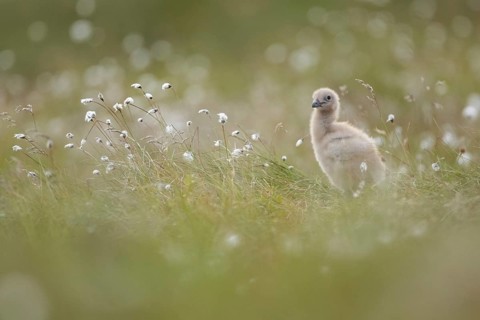 Great Skua (Stercorarius skua) chick perched in field, Dovrefjell, Norway, Europe