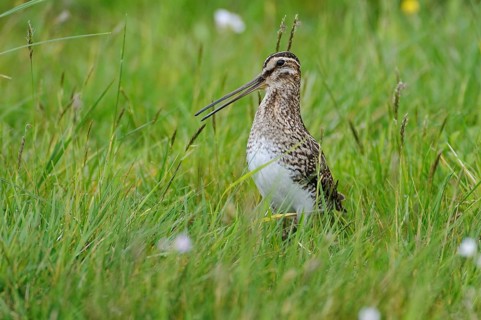 Common Snipe (Gallinago gallinago), Lower Saxony, Germany, Europe