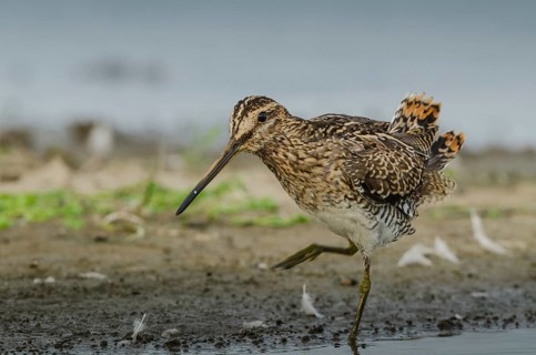 Common Snipe (Gallinago gallinago), Schleswig-Holstein, Germany, Europe
