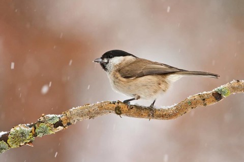 Marsh Tit (Poecile palustris), Utrecht, Netherlands