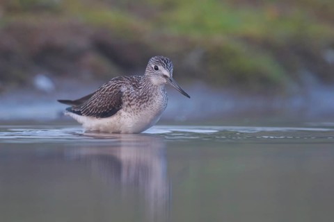 Common Greenshank (Tringa nebularia), North Rhine-Westphalia, Germany, Europe