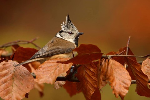 European Crested Tit (Lophophanes cristatus), Utrecht, Netherlands
