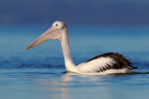 Australian Pelican (Pelecanus conspicillatus), Victoria, Australia, Oceania