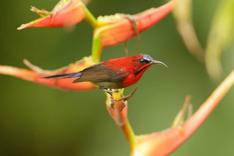 Crimson Sunbird (Aethopyga siparaja) male, Singapore, Asia