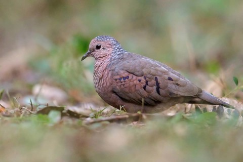 Common Ground Dove (Columbina passerina) perched on the ground in Cuba