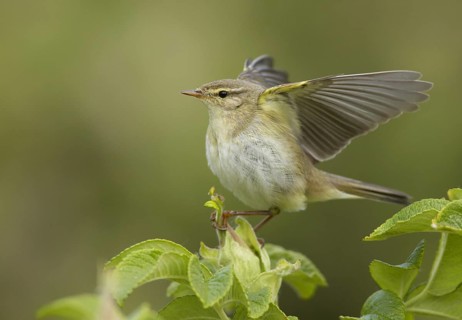 Willow Warbler (Phylloscopus trochilus), Schleswig-Holstein, Germany, Europe