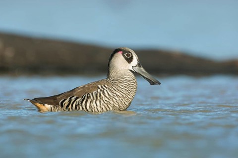 Pink-eared Duck (Malacorhynchus membranaceus), Victoria, Australia, Oceania