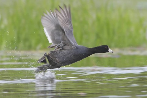 American Coot (Fulica americana) flying, British Columbia, Canada, North America