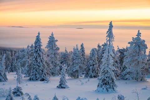 Winter landscape, Riisitunturi National Park, Posio, Lapland, Finland, Europe