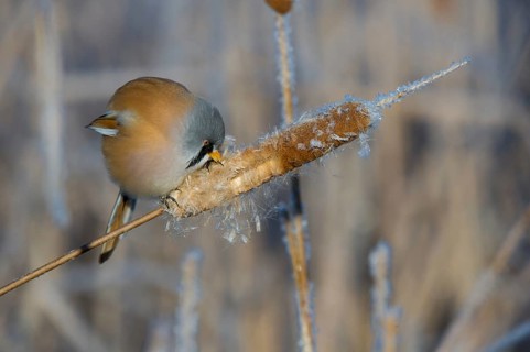 Bearded Reedling (Panurus biarmicus) male feeding on cattail seed, Thuringia, Germany, Europe